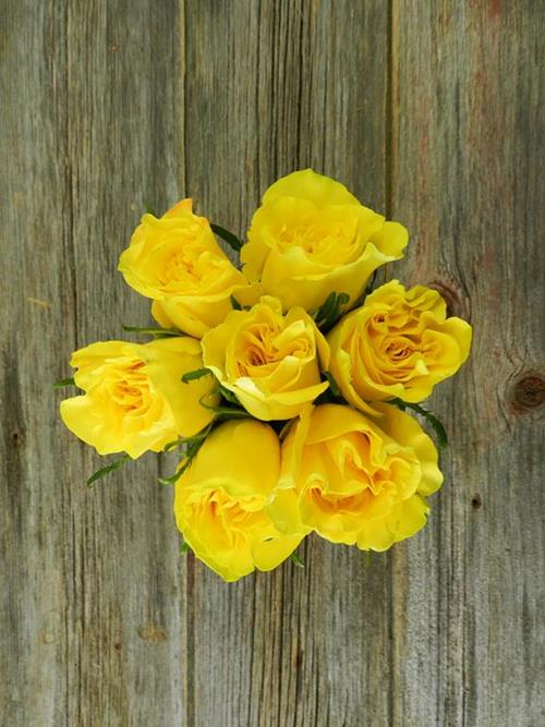 HIGH & YELLOW MAGIC  YELLOW ROSES